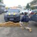Motorista é preso com 50 kg de pasta base de cocaína escondidos em caminhonete na BR-040, em Juiz de Fora