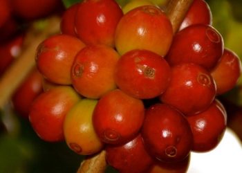 Como cafés especiais transformaram fazendas no Sul de Minas