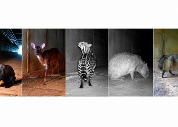 De jaguatirica a tamanduá: passarela subterrânea reduz em 83% atropelamentos de animais perto do aeroporto de BH; VÍDEO